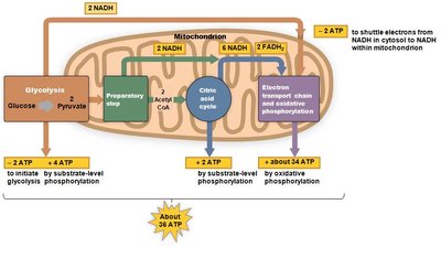 Overview of energy production in cellular respiration