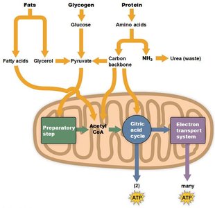 Catabolism of fats, glycogen, and proteins to produce ATP