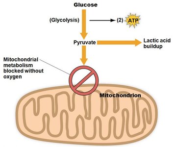 Anaerobic production of ATP and lactic acid buildup