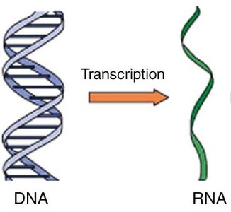 Transcription: DNA to RNA