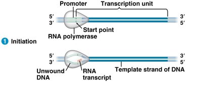 Initiation of transcription