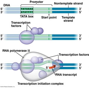 TATA box and transcription initiation complex