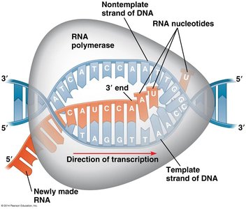 Elongation of transcription