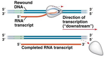 Termination of transcription