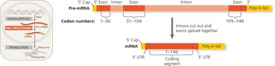 RNA splicing and spliceosome