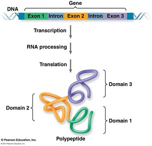 Alternative RNA splicing