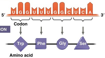 mRNA codons and amino acids
