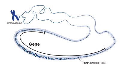 Gene location on chromosome and DNA