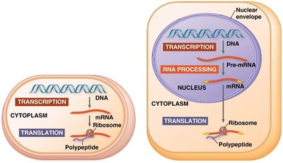 Gene expression in prokaryotes and eukaryotes