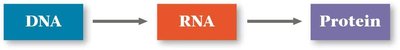 Central dogma: DNA to RNA to Protein