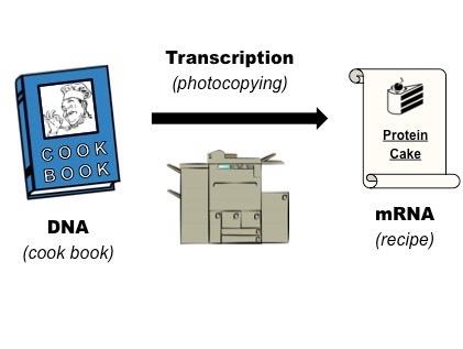 Cooking analogy for gene expression