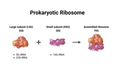 Binary fission in prokaryotes