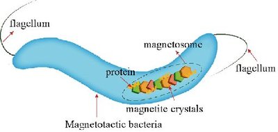 Prokaryotic cell wall and membrane structure