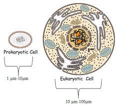 Size comparison of prokaryotic and eukaryotic cells