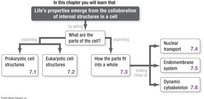 Chapter roadmap showing cell structure topics
