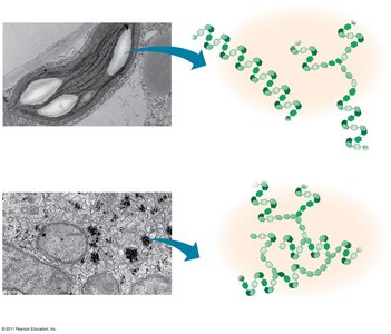 Storage polysaccharides of plants and animals
