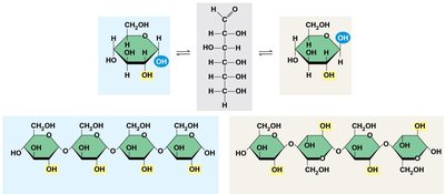 Starch and cellulose structures