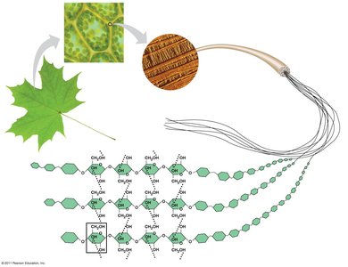 Arrangement of cellulose in plant cell walls