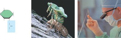 Chitin structure, exoskeleton, and surgical thread