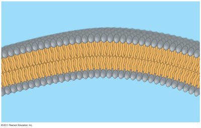 Bilayer structure formed by phospholipids