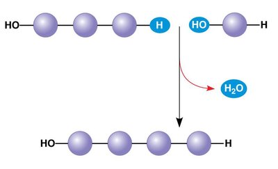 Dehydration reaction: synthesizing a polymer
