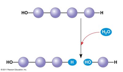 Hydrolysis: breaking down a polymer