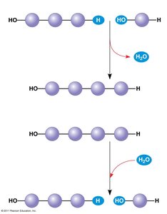 Synthesis and breakdown of polymers