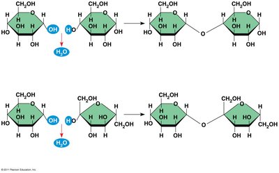 Dehydration reaction in the synthesis of maltose and sucrose