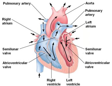 Anatomy of the human heart