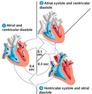 Phases of the cardiac cycle