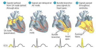 Electrical conduction system of the heart