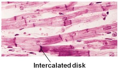 Cardiac muscle with intercalated discs