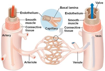 Structure of arteries, veins, and capillaries