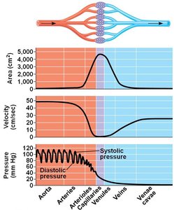Graphs of blood flow velocity and pressure
