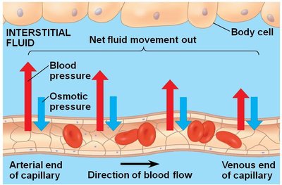 Fluid exchange in capillaries