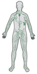 Diagram of the lymphatic system