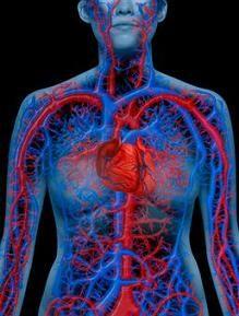 Diagram of the human circulatory system