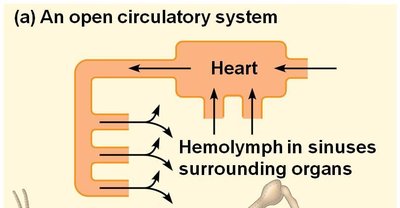 Diagram of an open circulatory system