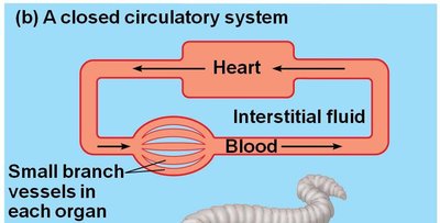 Diagram of a closed circulatory system