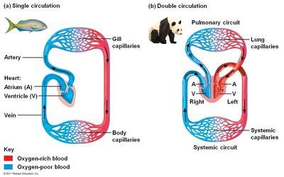 Comparison of single and double circulation