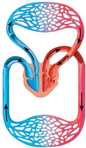 Diagram of double circulation in humans