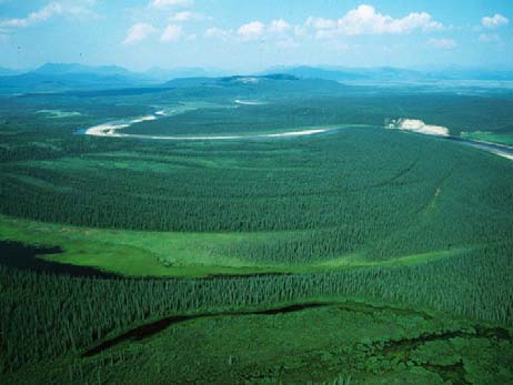 Boreal forest landscape