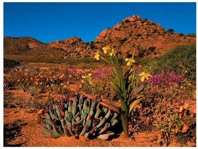 Desert plants: cactus and euphorb comparison