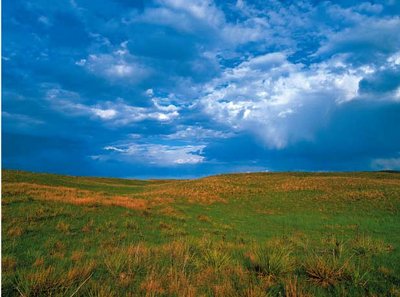Temperate grassland landscape