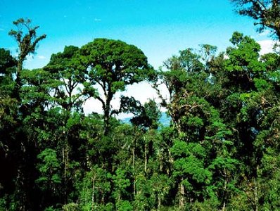 Tropical rainforest vegetation