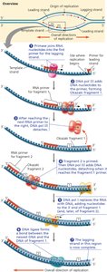 Synthesis of the lagging strand during DNA replication