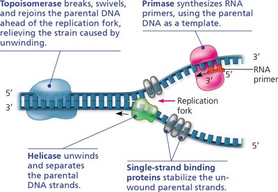 Proteins involved in DNA replication initiation
