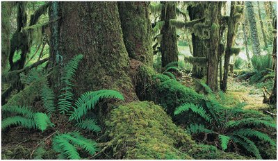 Temperate forest with ferns and mosses