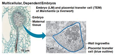 Embryo and placental transfer cell in Marchantia