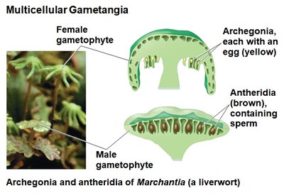 Archegonia and antheridia of Marchantia (a liverwort)